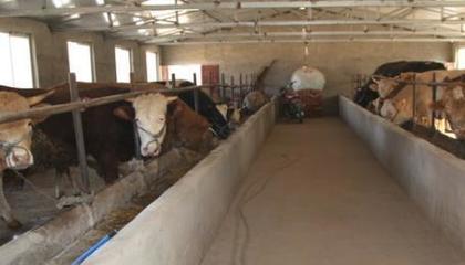 退伍士兵返乡养牛，撑起村民致富蓝天