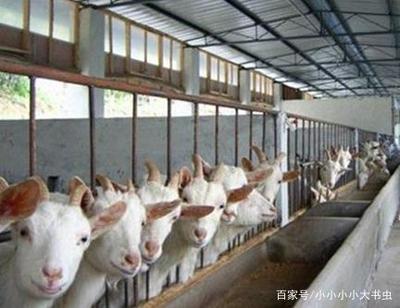 农村饲养中畜牧传染病的及时发现与预防