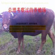 山西临汾地区养殖肉驴的可行性分析与建议