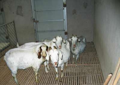 探索养殖 从概念到实践的家畜饲养