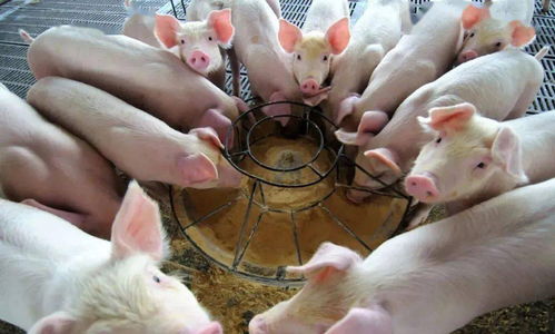 从荒野到家园 动物驯服与家畜饲养的演变