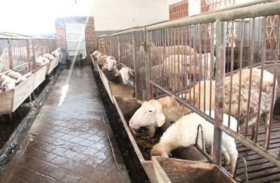 畜牧业抗雪防寒技术指南 家畜科学饲养与越冬管理