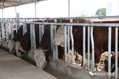 蹄疾步稳谋发展，产业振兴正当时——鄂前旗推进农牧业产业高质量发展综述