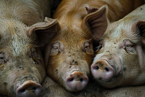 家禽家畜养殖图鉴 猪的饲养管理与影像记录