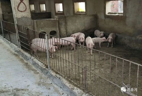 生升养殖厂 春意盎然中的肉香远扬