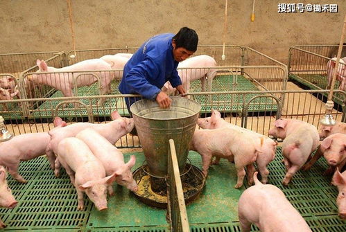 2021年第一周明显偏冷，春节前可能还有寒潮 畜禽养殖防冻指南与肉类保障策略