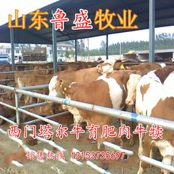 牛苗价格波动与肉类市场供需的深度关联分析