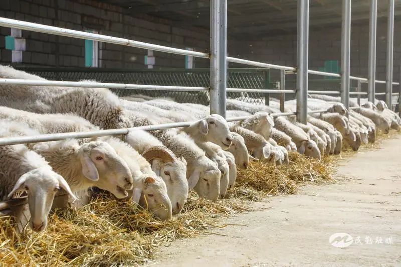 欣海牧业 “牧”歌嘹亮，奏响乡村振兴肉类新篇章