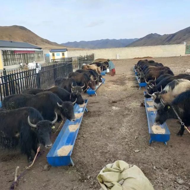 甘南 牦牛产业高质量发展，唱响乡村振兴“牧歌”
